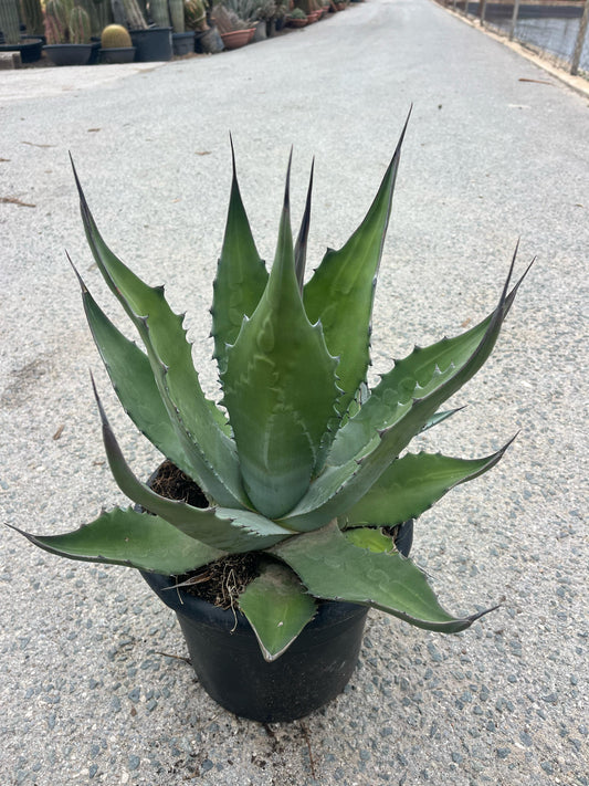 Ágave Ferox | 25Ø 60cm