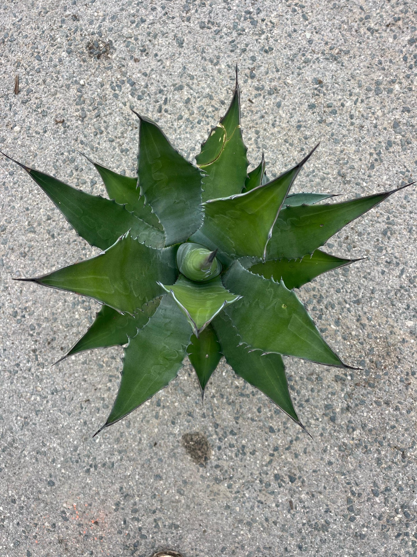 Ágave Ferox | 25Ø 60cm