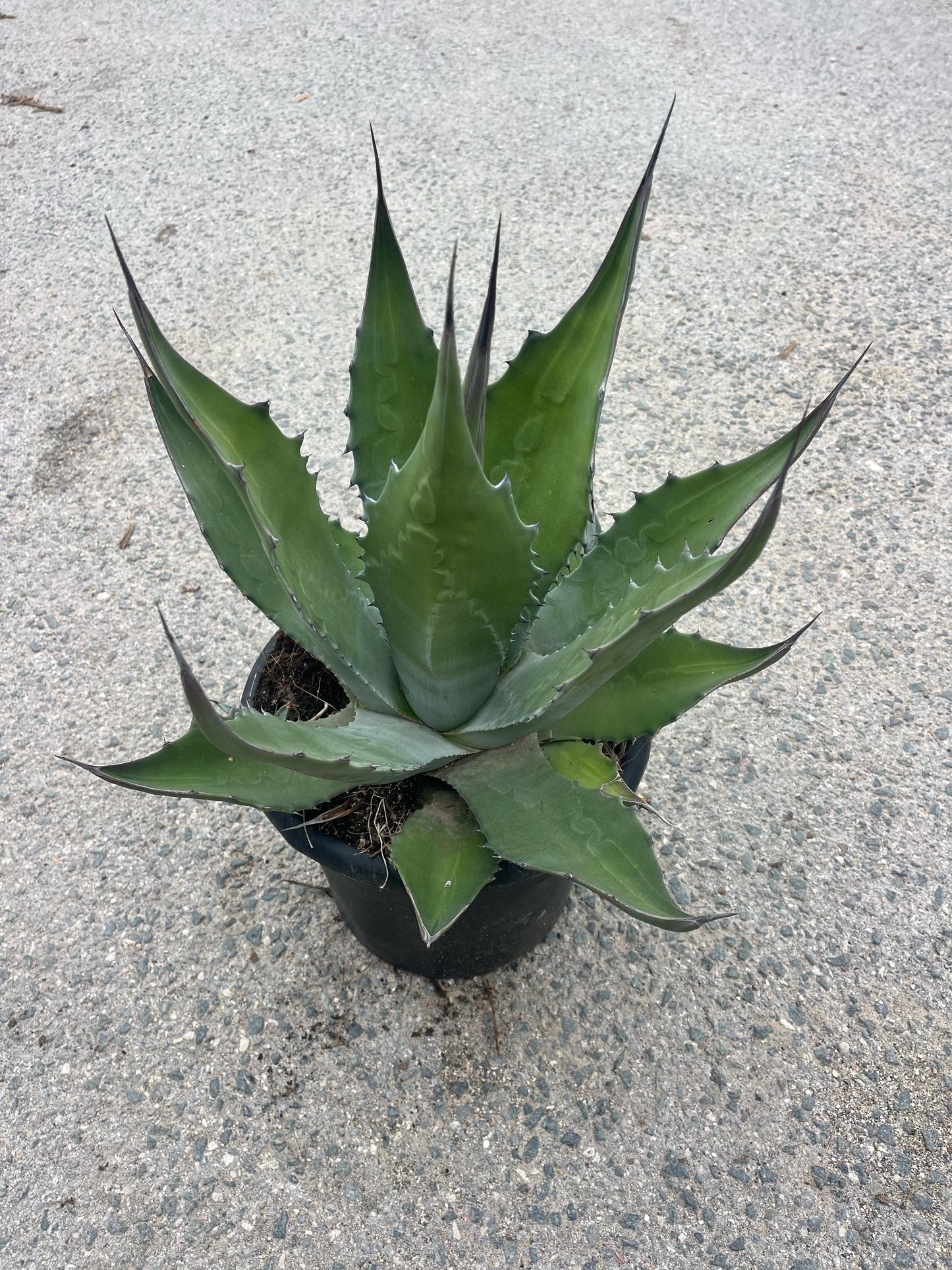 Ágave Ferox | 25Ø 60cm