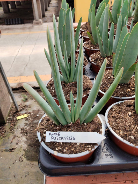 Aloe Plicatilis | 13Ø 30cm