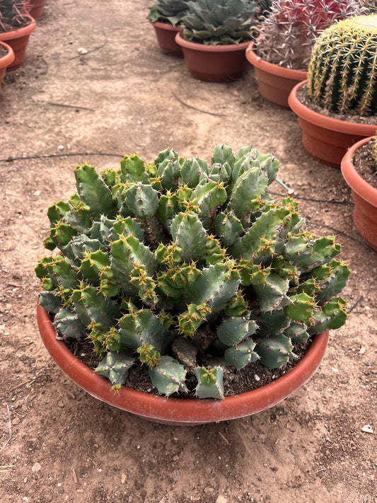 Euphorbia resinifera | 30Ø