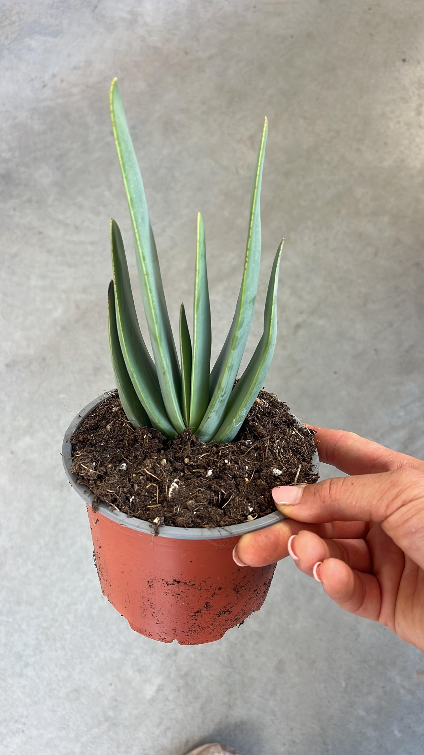 Aloe Plicatilis | 13Ø 30cm