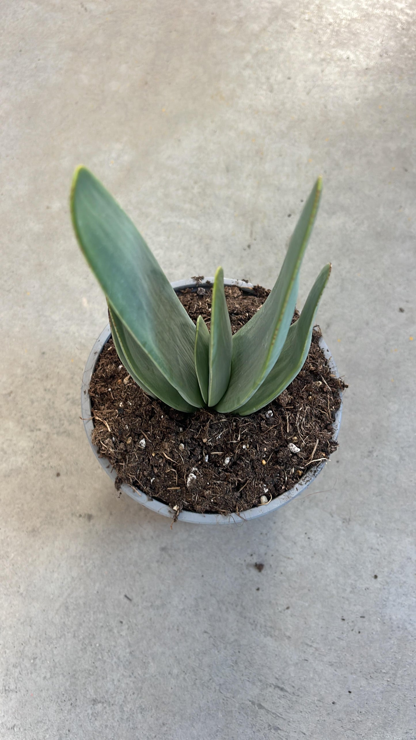 Aloe Plicatilis | 13Ø 30cm