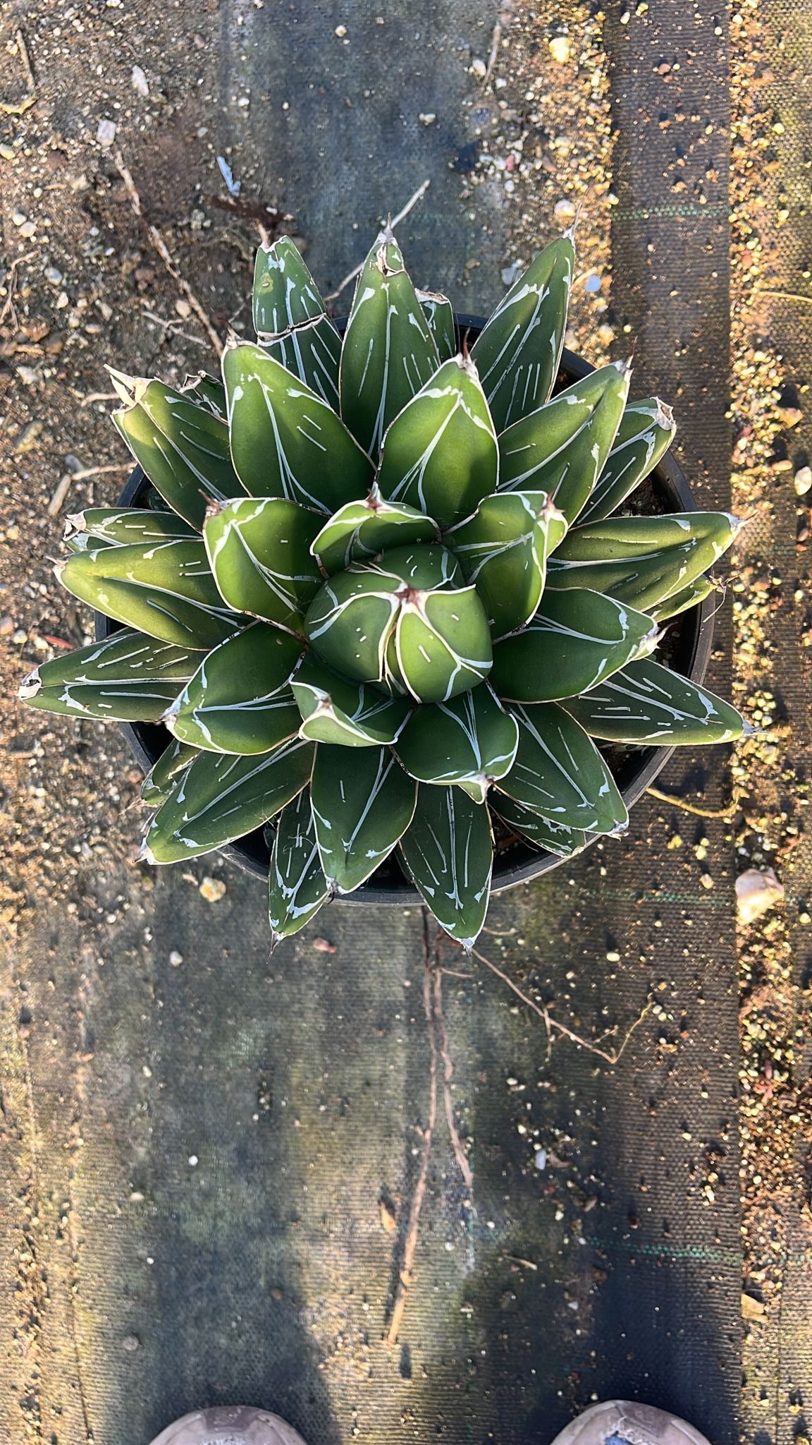 Ágave Victoria | Mediano: 18Ø 30cm