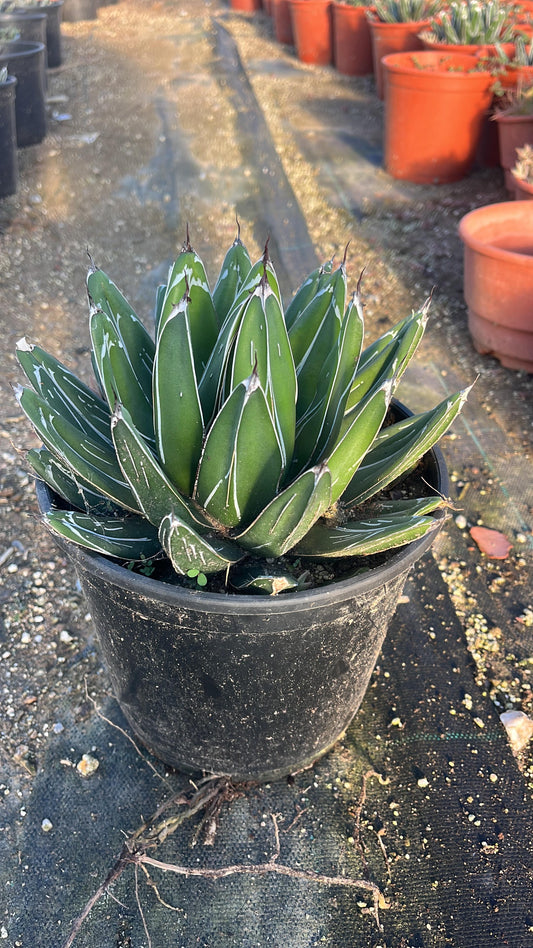 Ágave Victoria | Mediano: 18Ø 30cm