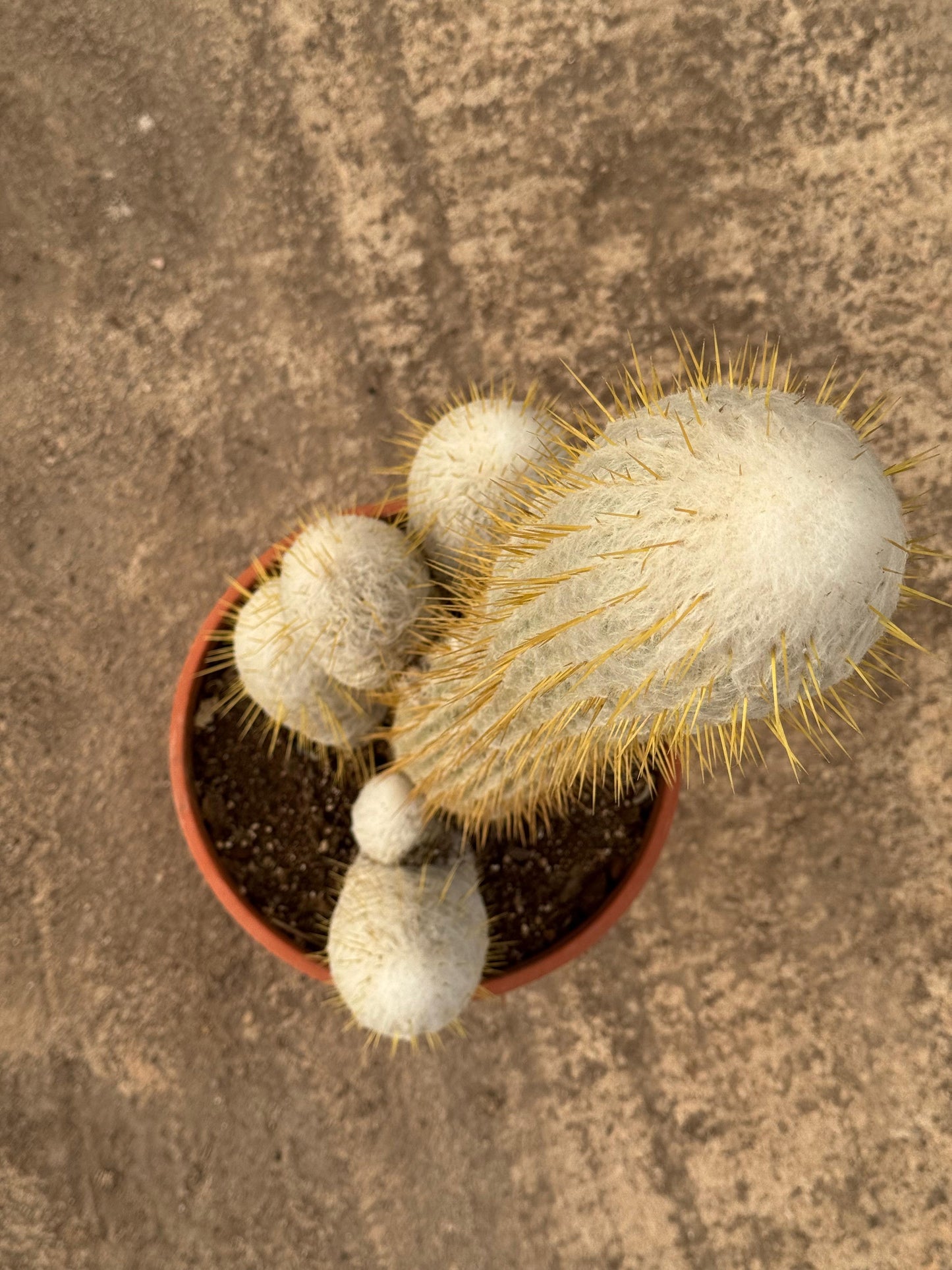 Espostoa lanata | 25Ø 80-90 cm