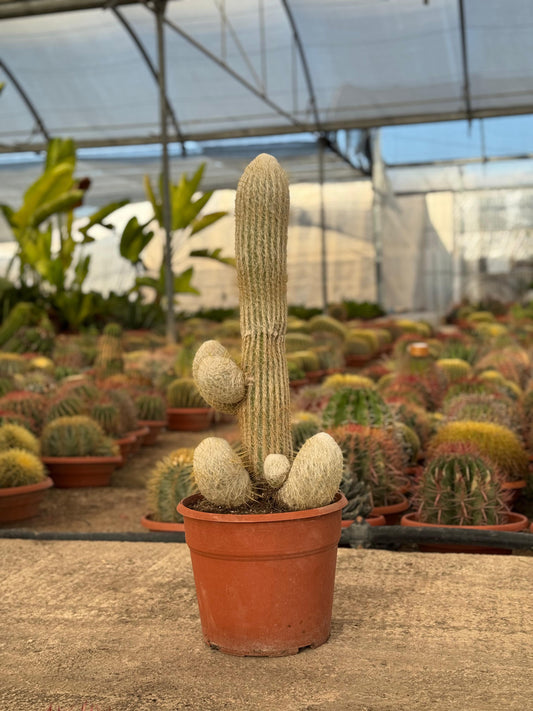 Espostoa lanata | 25Ø 80-90 cm