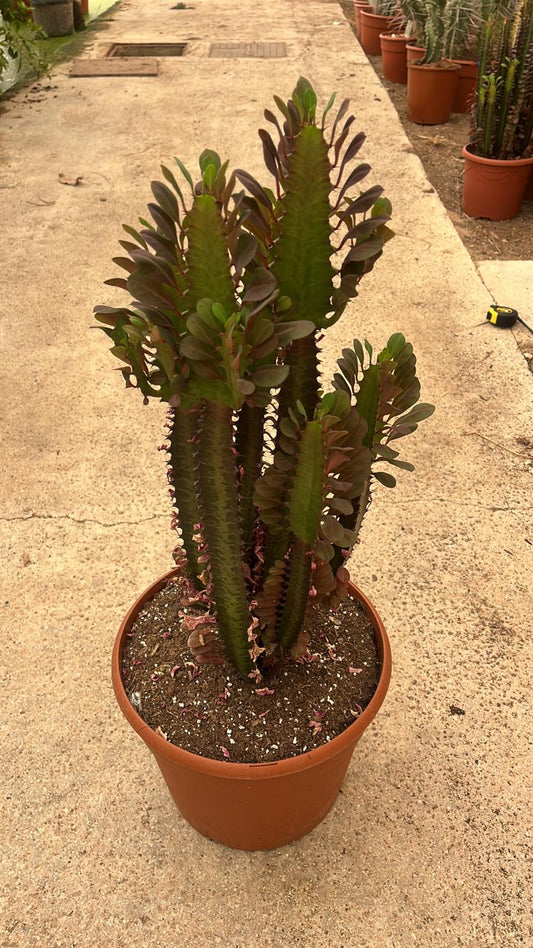Euphorbia trigona ‘Rubra’ | 25Ø 80-90 cm