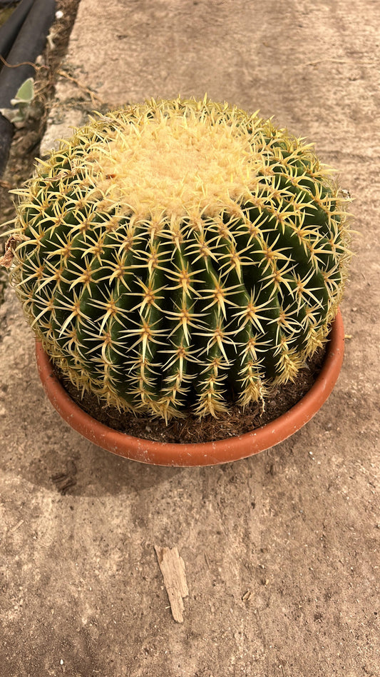 Echinocactus Grusonii Brevispinus