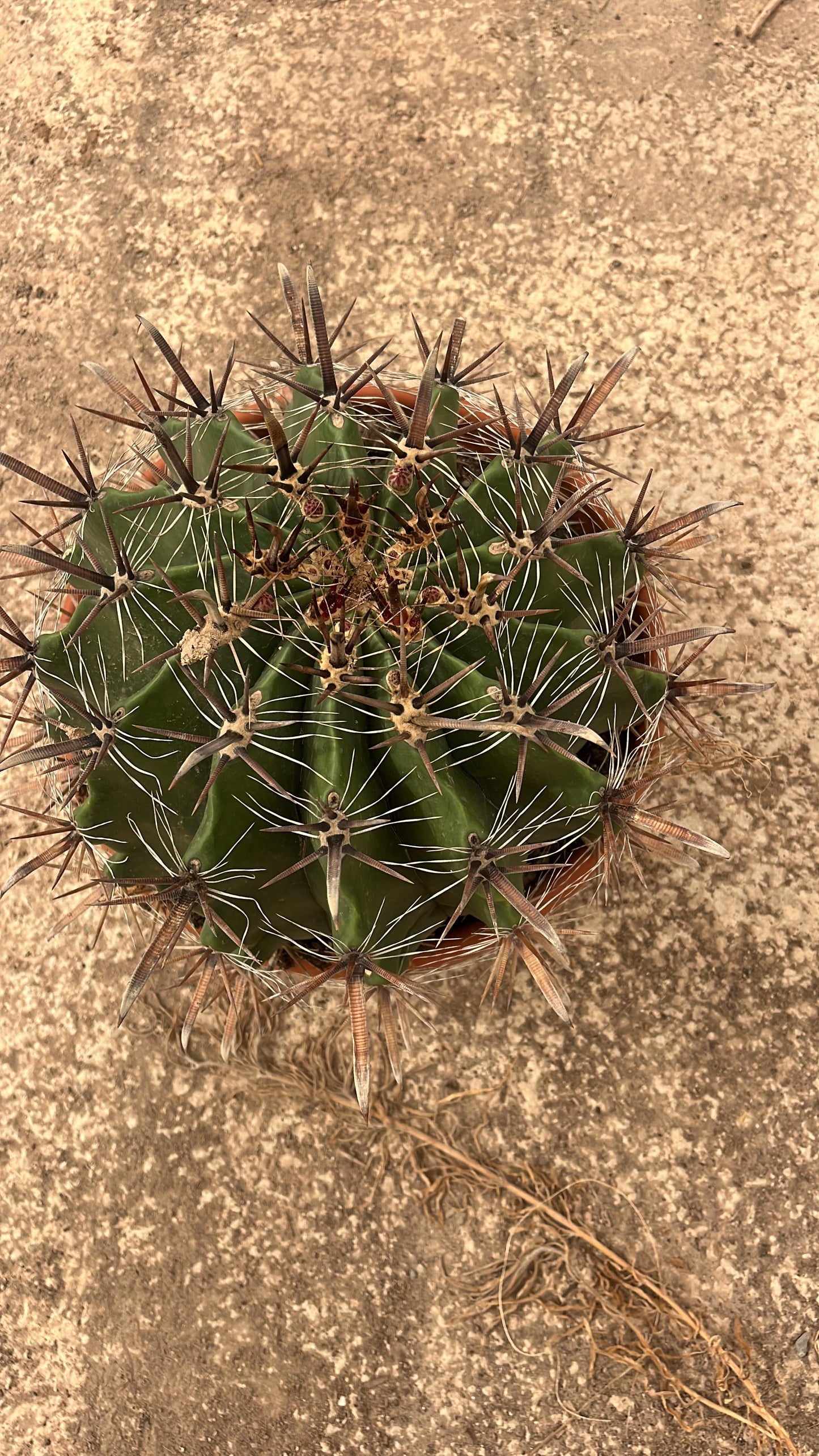 Ferocactus Horridus (Peninsulae)