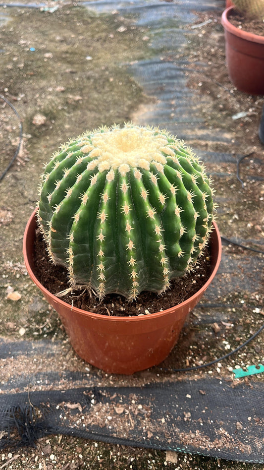 Echinocactus Grusonii Inermis