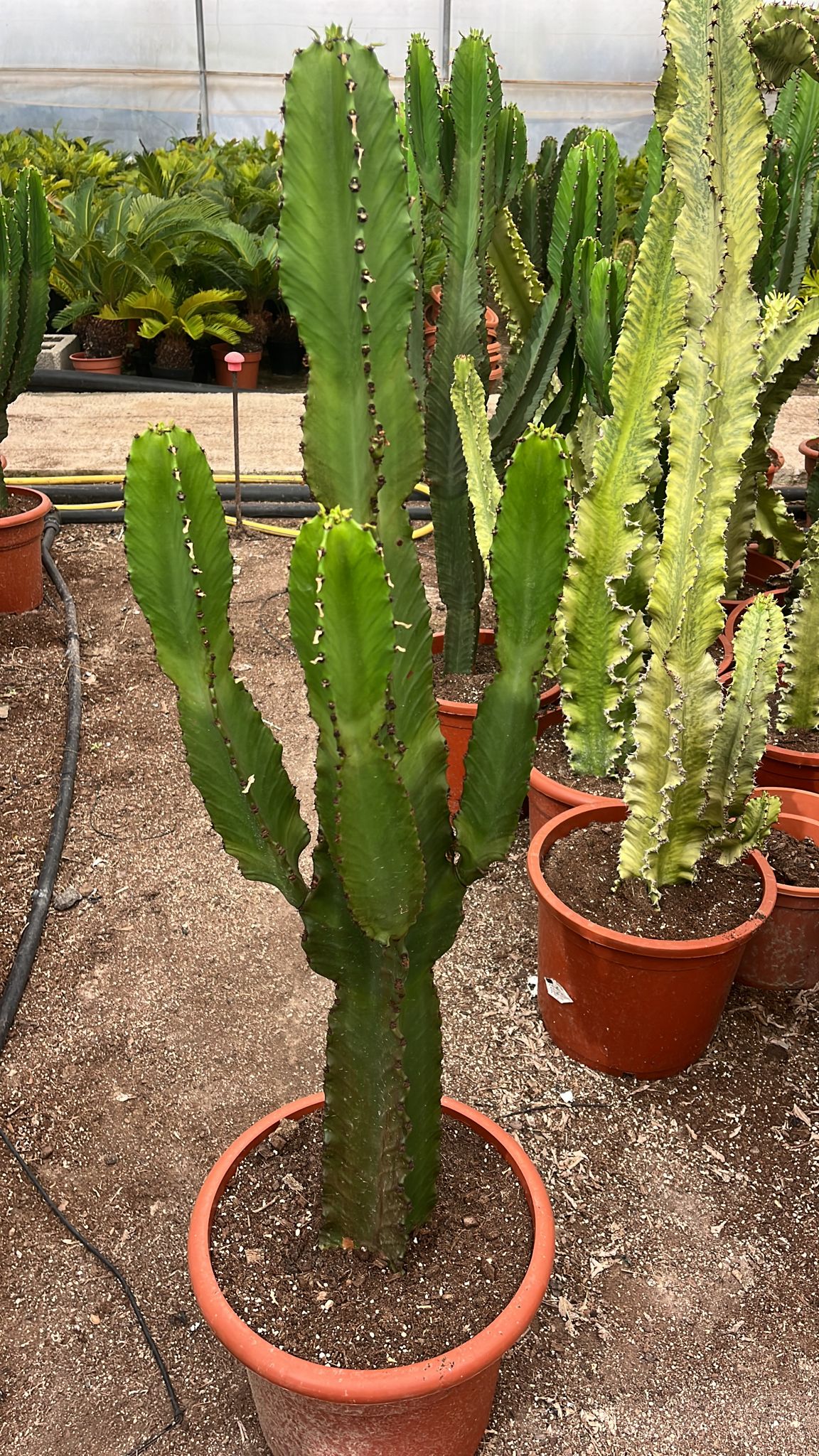 Cactus Candelabro Especial | 105 cm