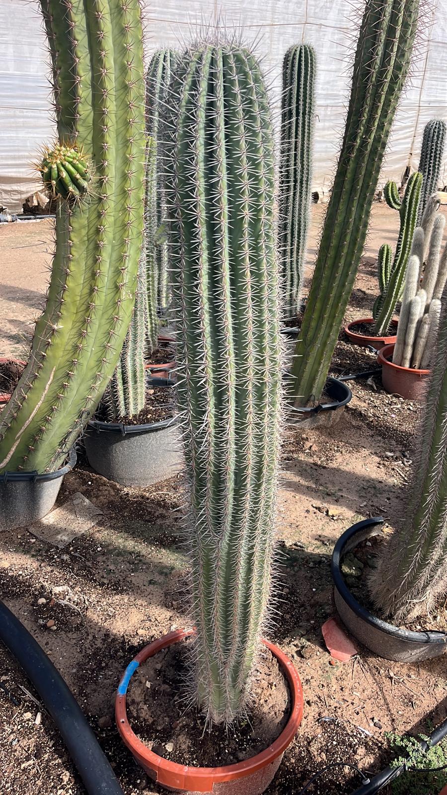 Cactus Cardón (120cm)