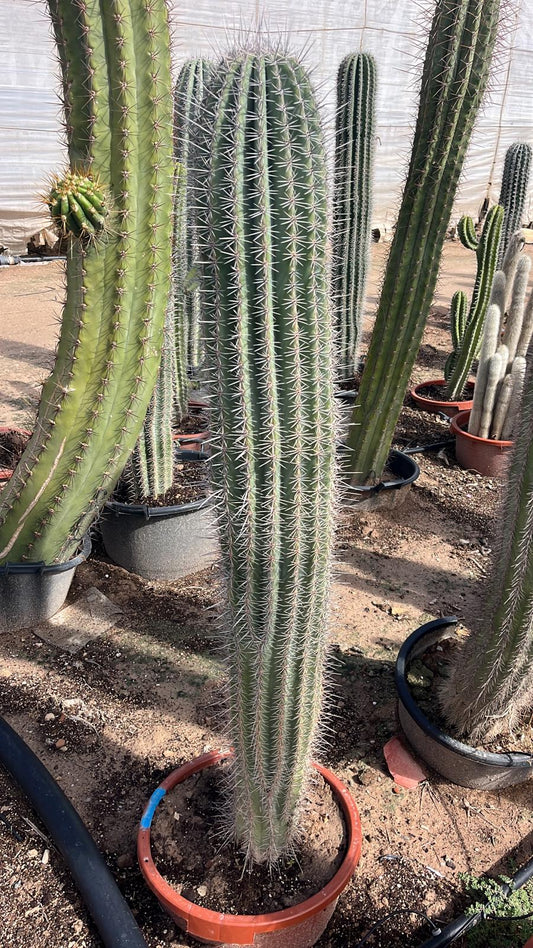 Cactus Cardón (120cm)