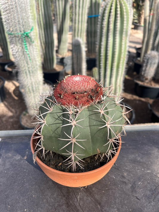 Melocactus | 18Ø 25cm