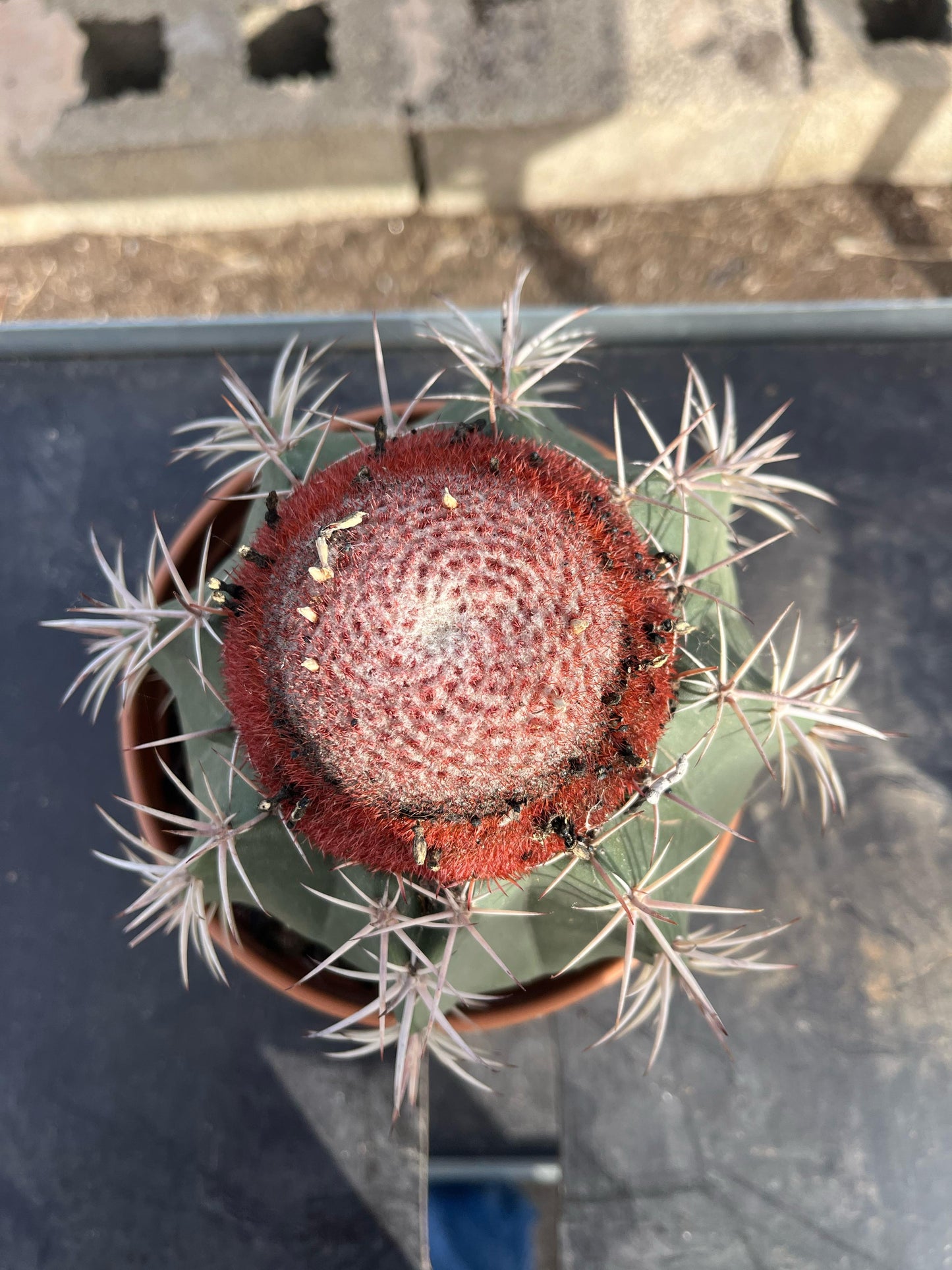 Melocactus | 18Ø 25cm