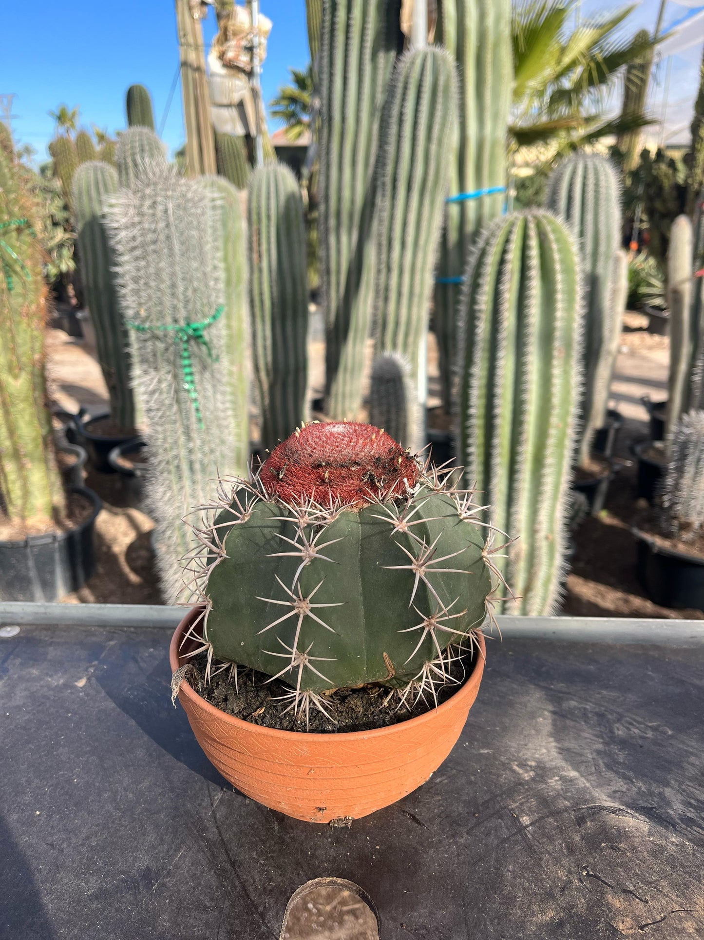 Melocactus | 18Ø 25cm