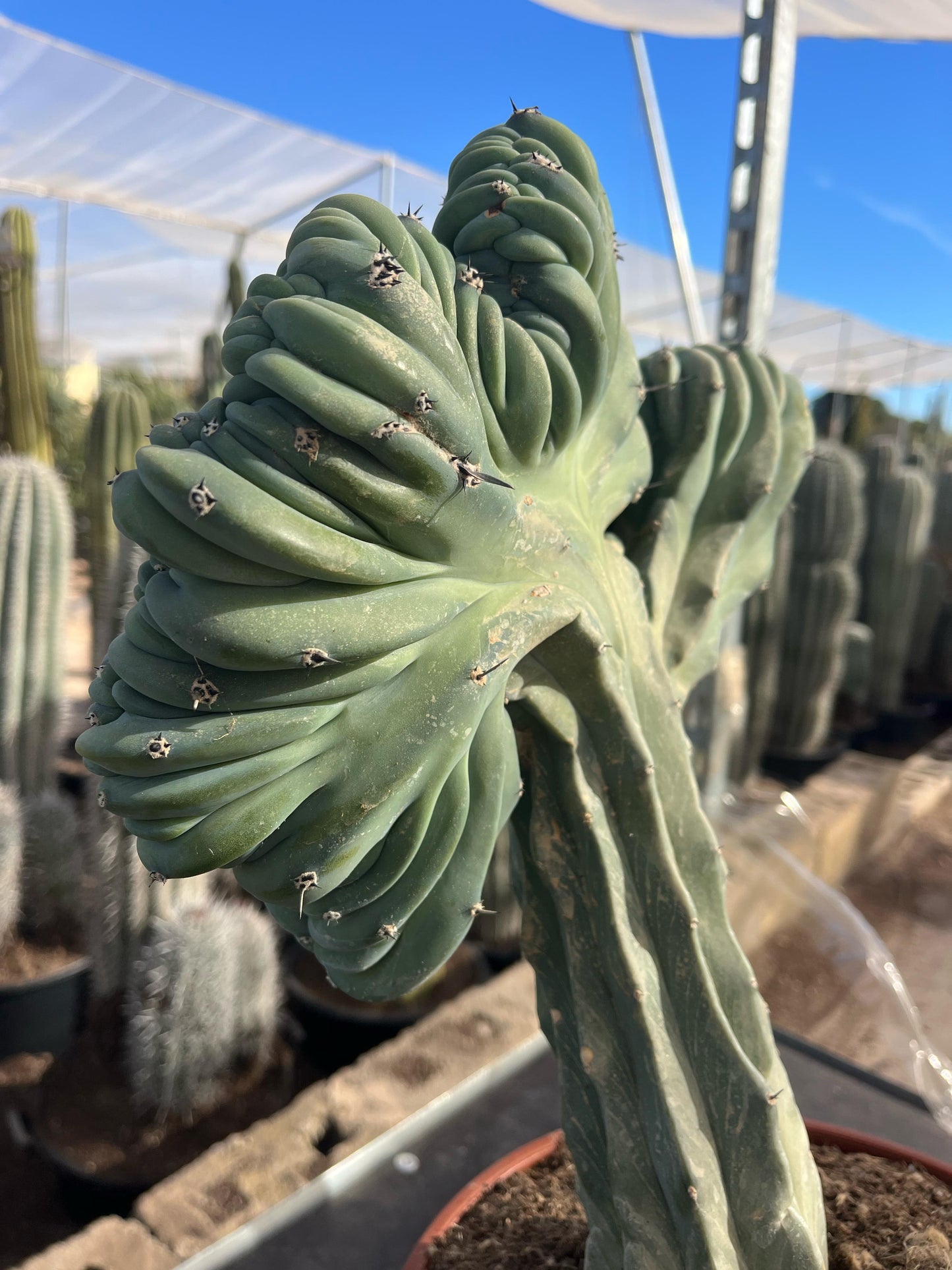 Cactus Cresta | 25Ø 70cm