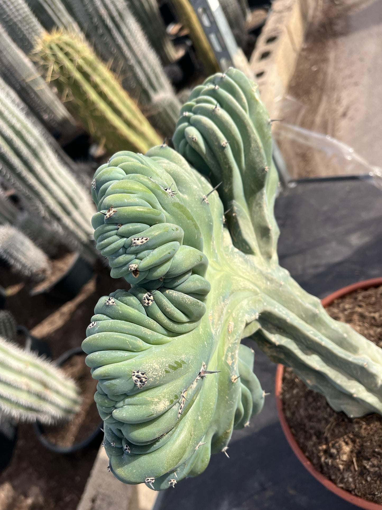 Cactus Cresta | 25Ø 70cm