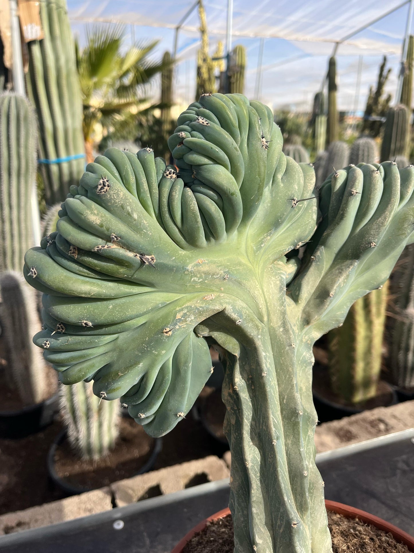 Cactus Cresta | 25Ø 70cm