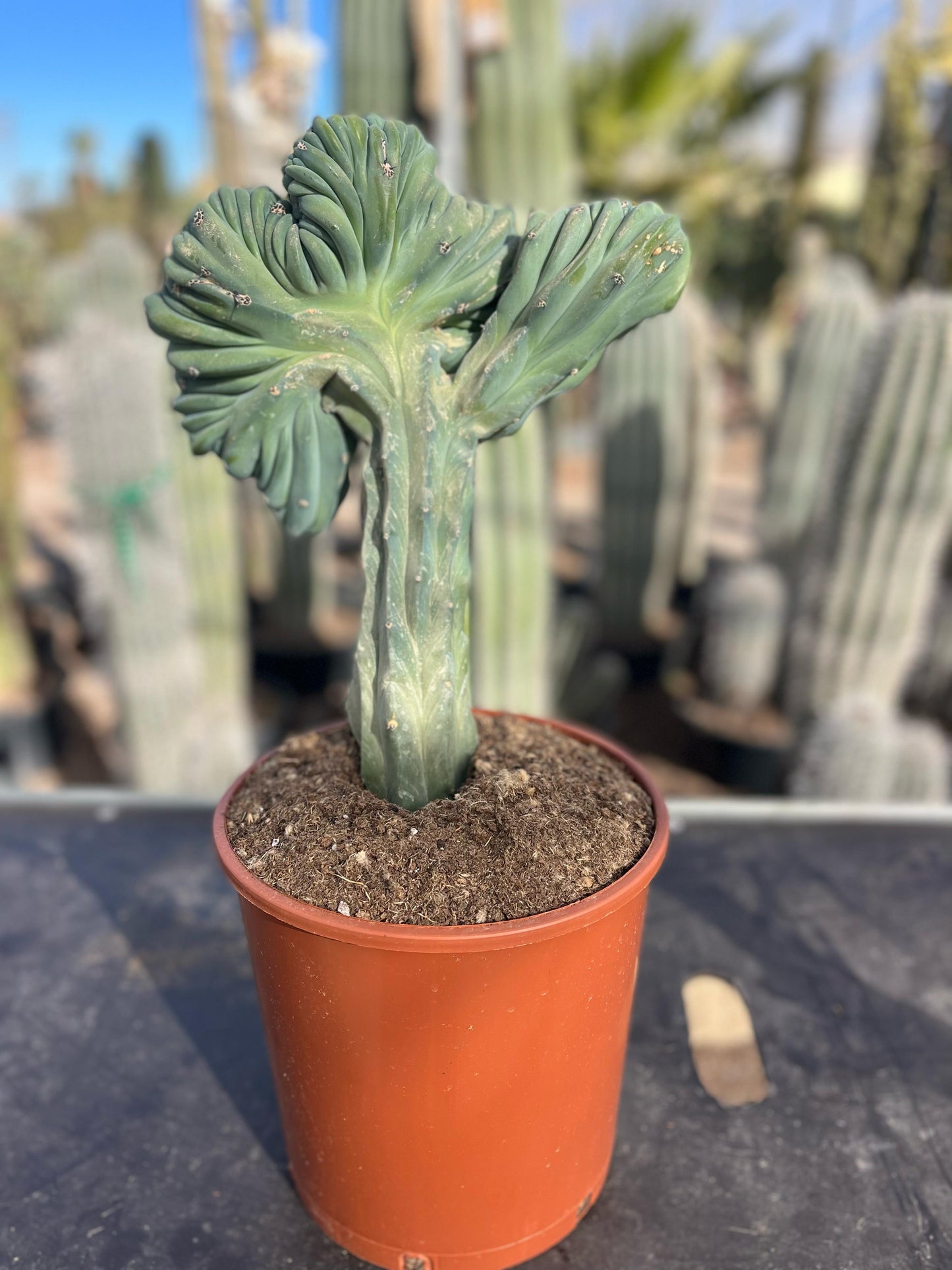 Cactus Cresta | 25Ø 70cm