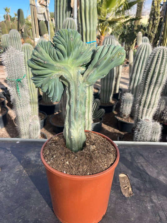 Cactus Cresta | 25Ø 70cm
