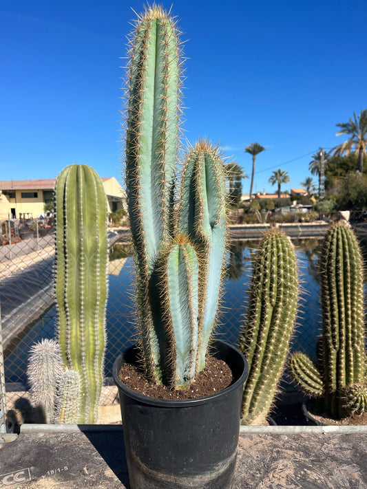 Cactus Antorcha Azul | 25Ø 80-90cm