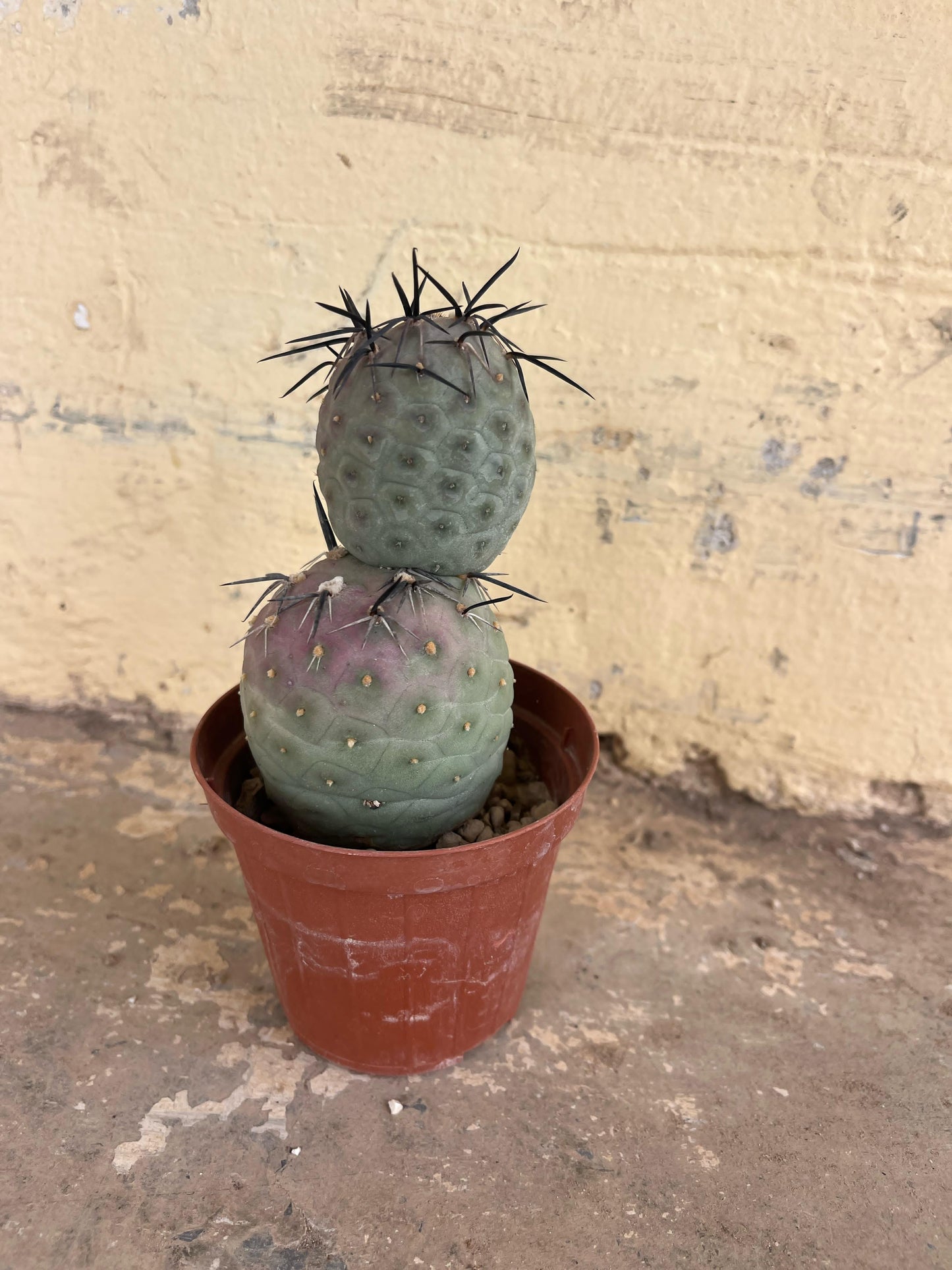 Tephrocactus Geometricus | 8,5Ø 18cm
