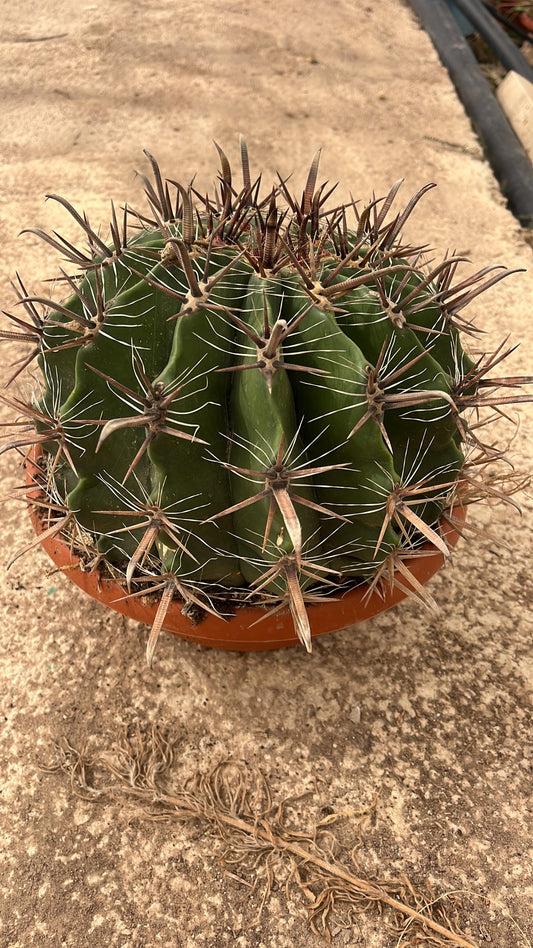 Ferocactus Horridus (Peninsulae)