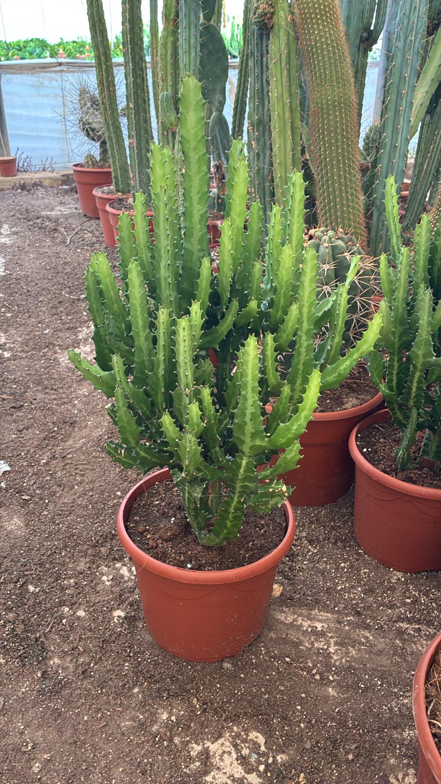 PACK CACTUS CANDELABRO (+ ENVÍO) - CLIENTE DIOGO ASSIS