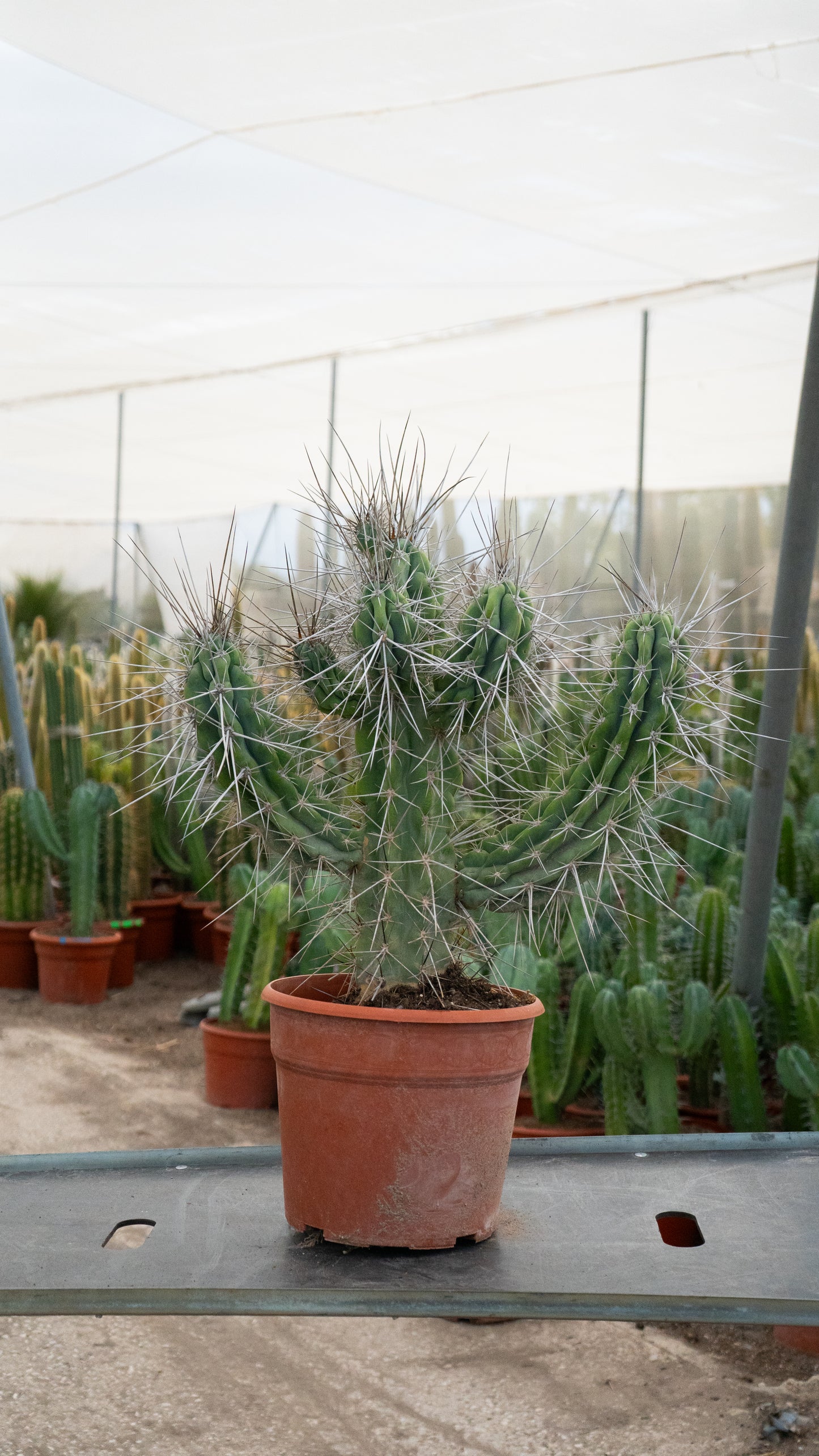 Cactus Cardón Moro | 25Ø 70-80 cm