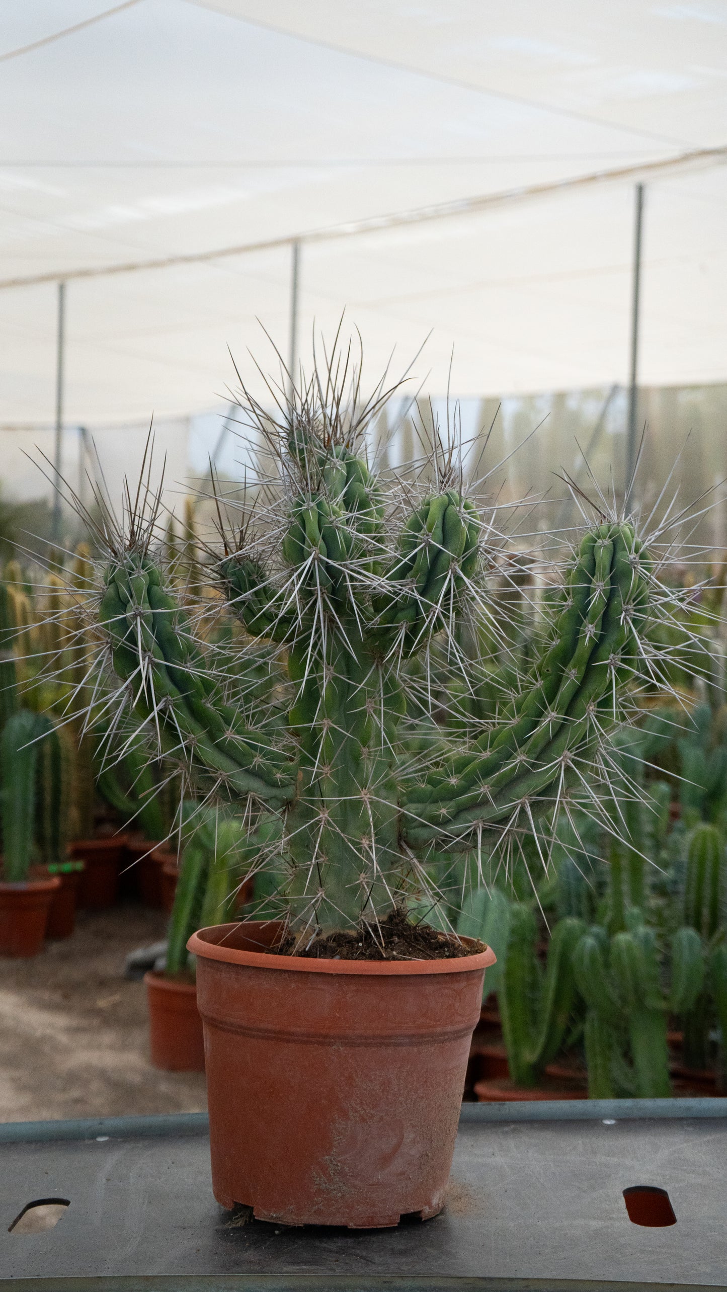 Cactus Cardón Moro | 25Ø 70-80 cm