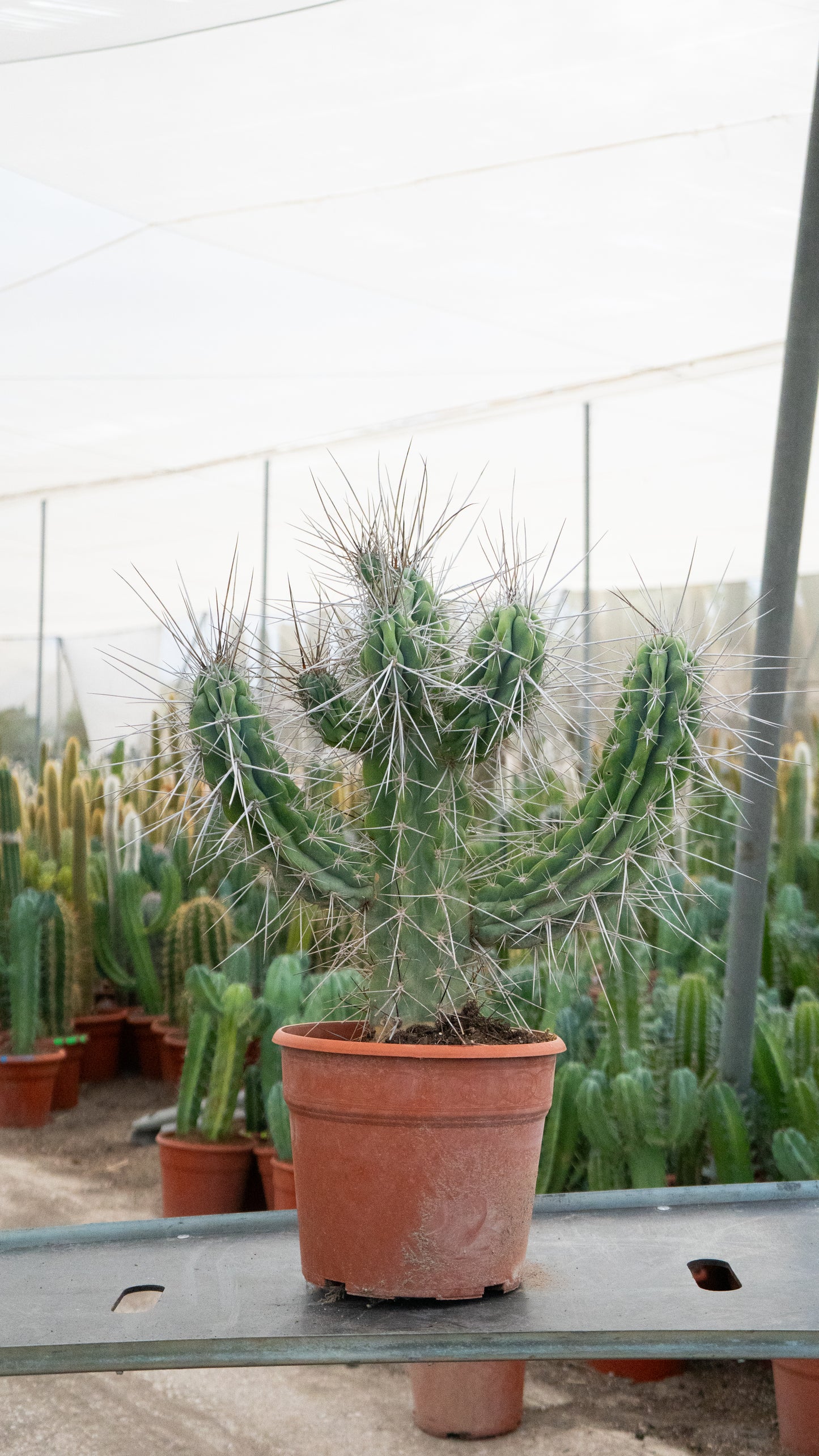 Cactus Cardón Moro | 25Ø 70-80 cm