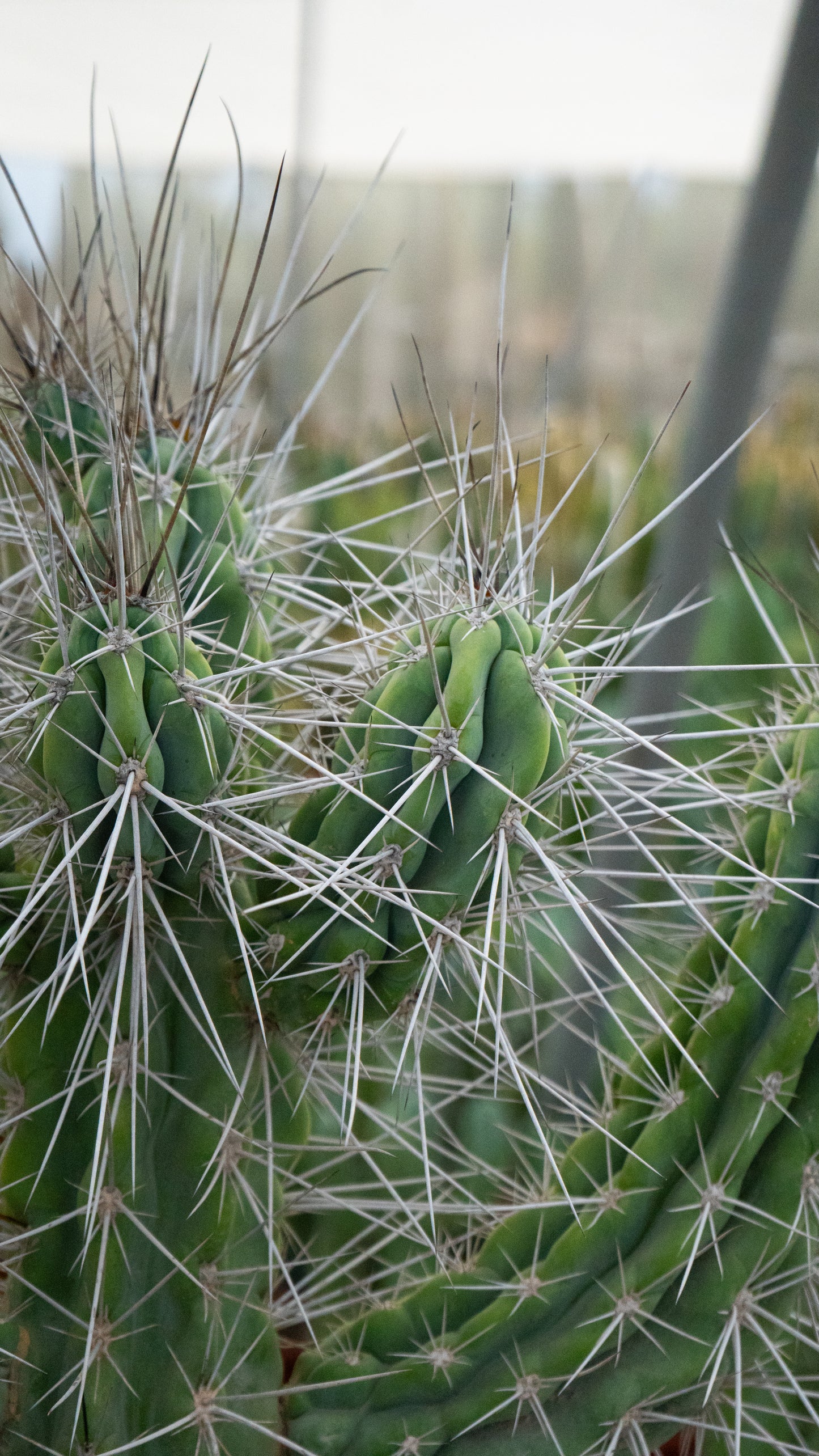 Cactus Cardón Moro | 25Ø 70-80 cm