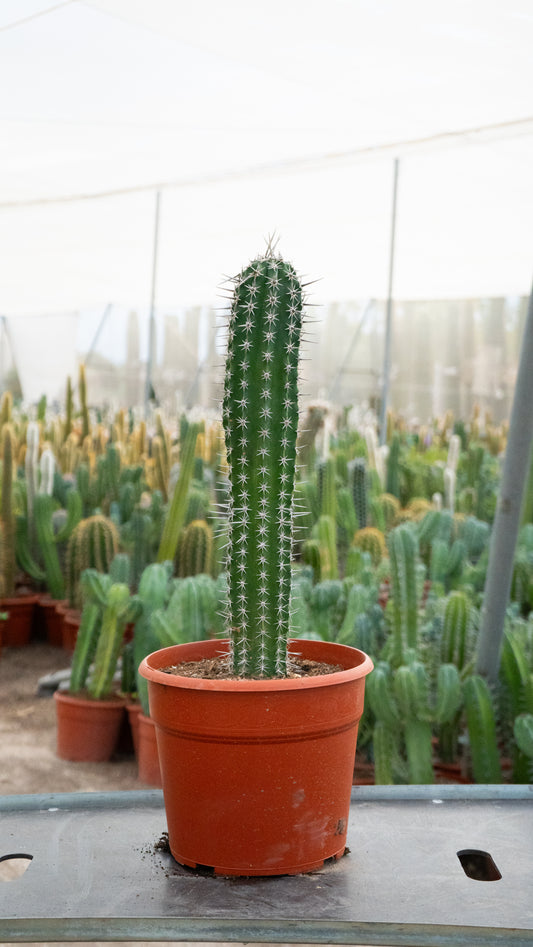 Cactus Cardillo | 25Ø 80-90cm