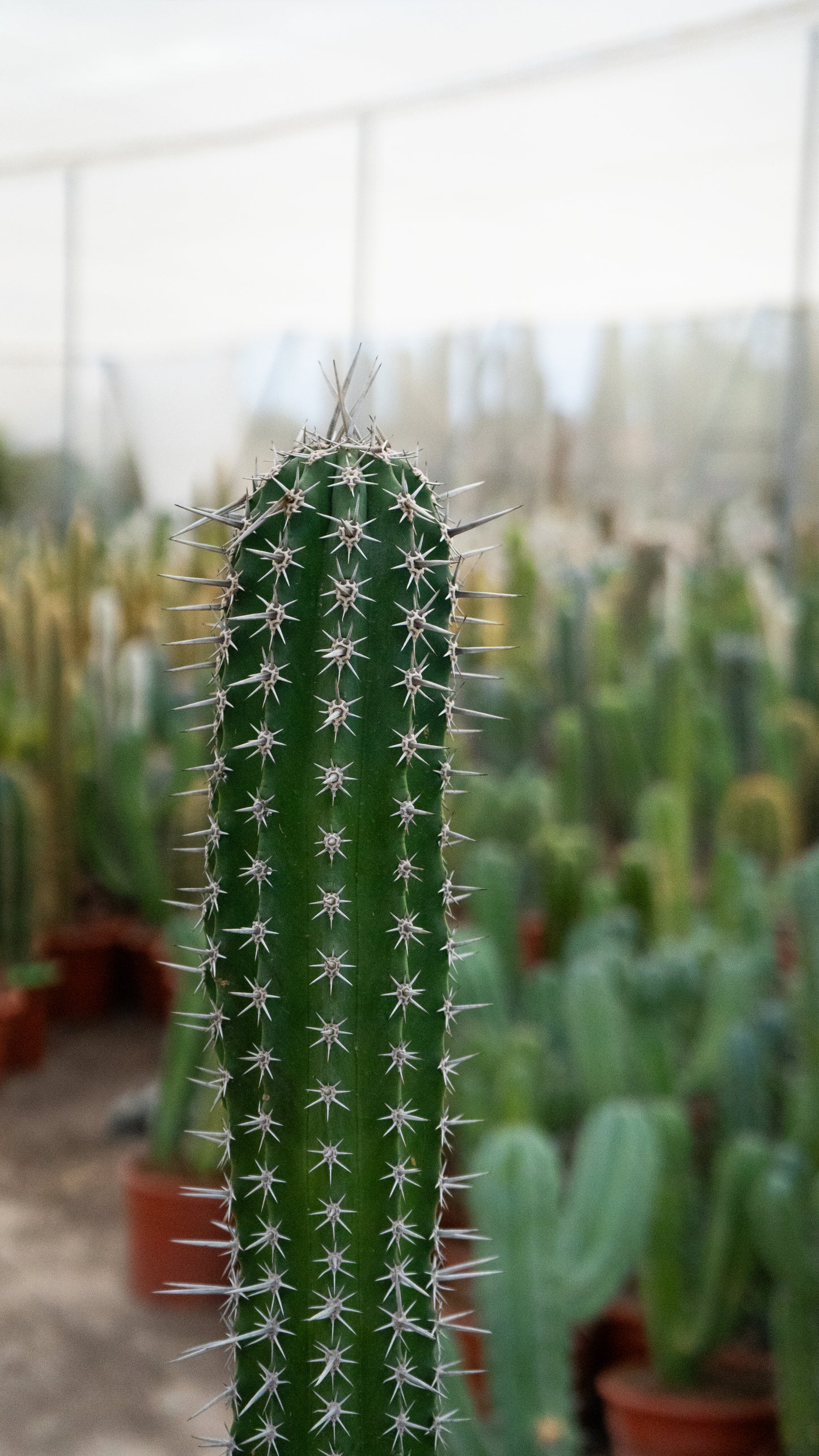 Cactus Cardillo | 25Ø 80-90cm