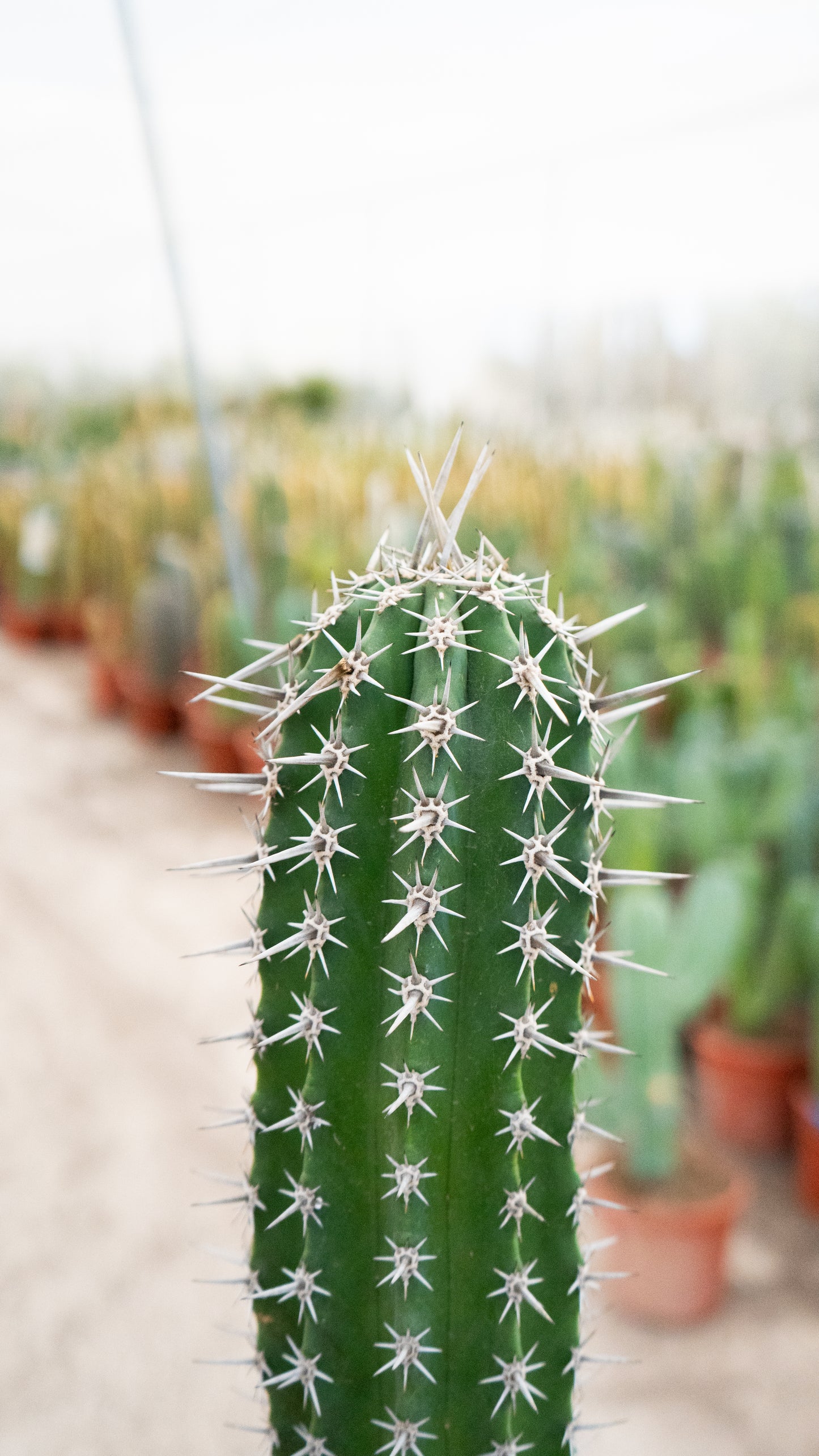 Cactus Cardillo | 25Ø 80-90cm