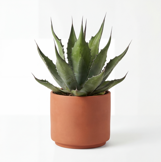 Ágave Ferox | 25Ø 60cm