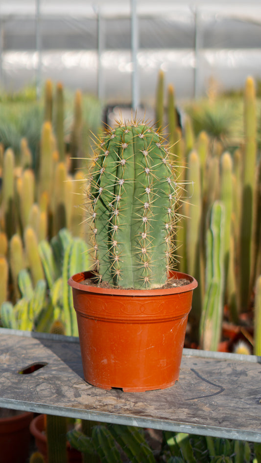 Cactus Achuma