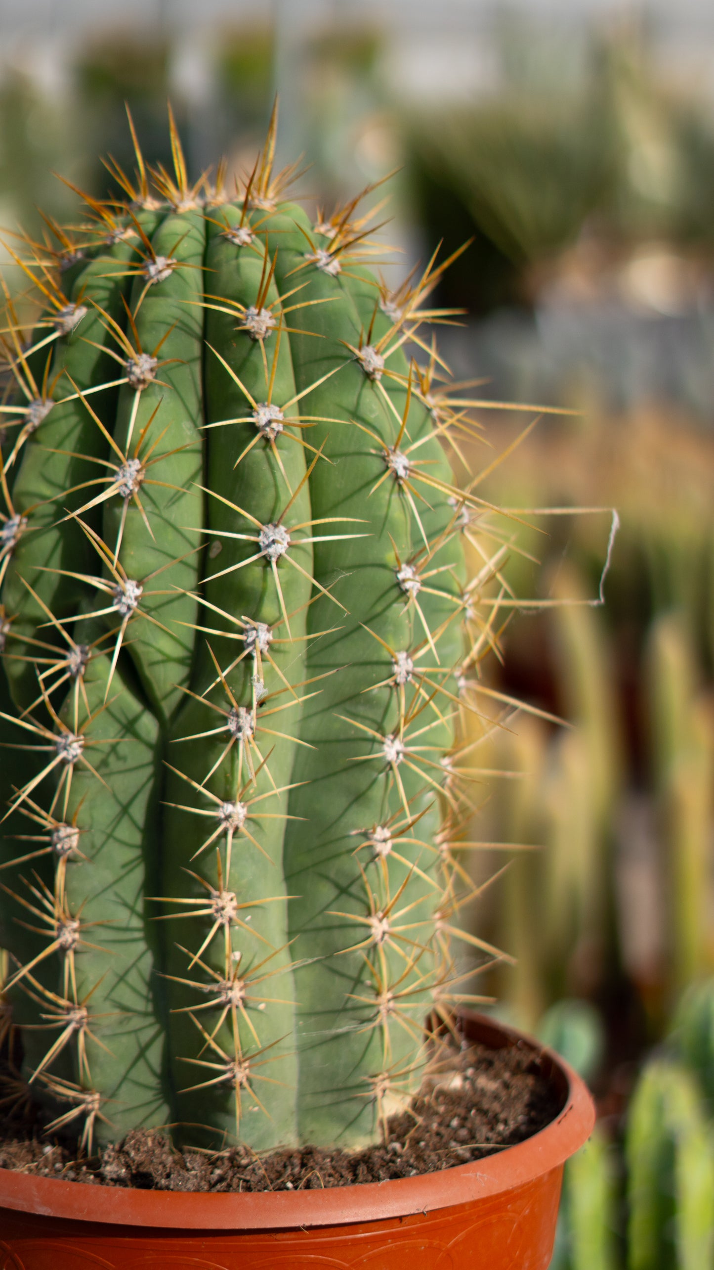 Cactus Achuma