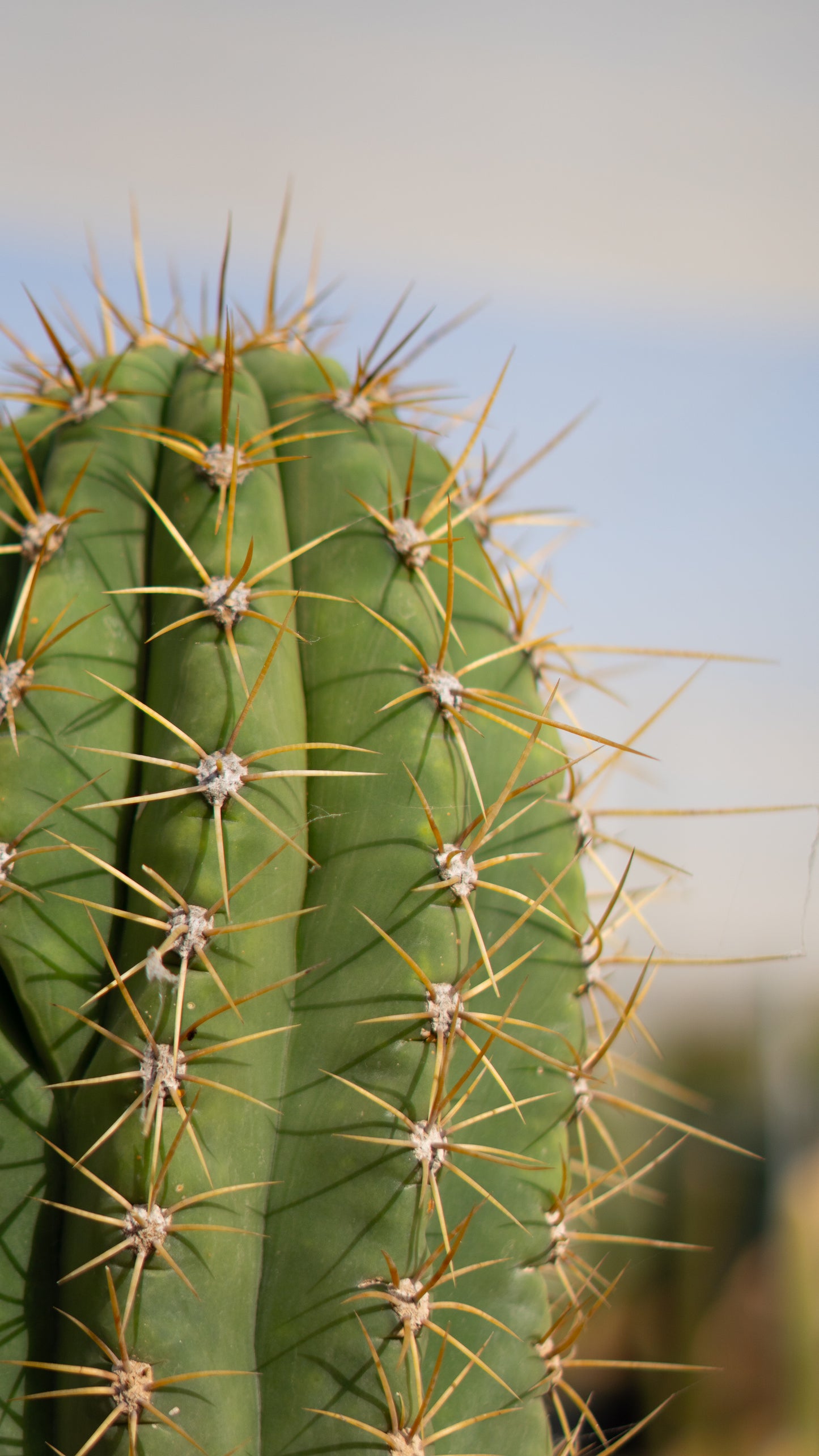 Cactus Achuma