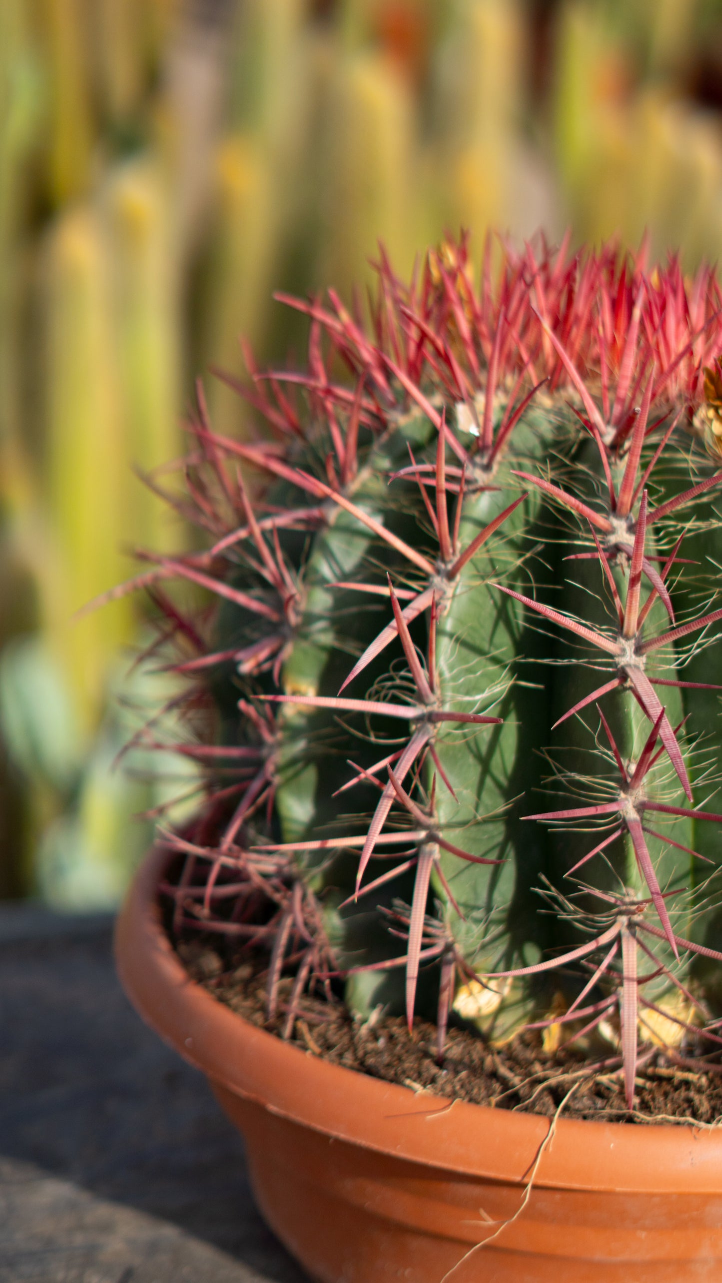 Cactus Barril Lanoso