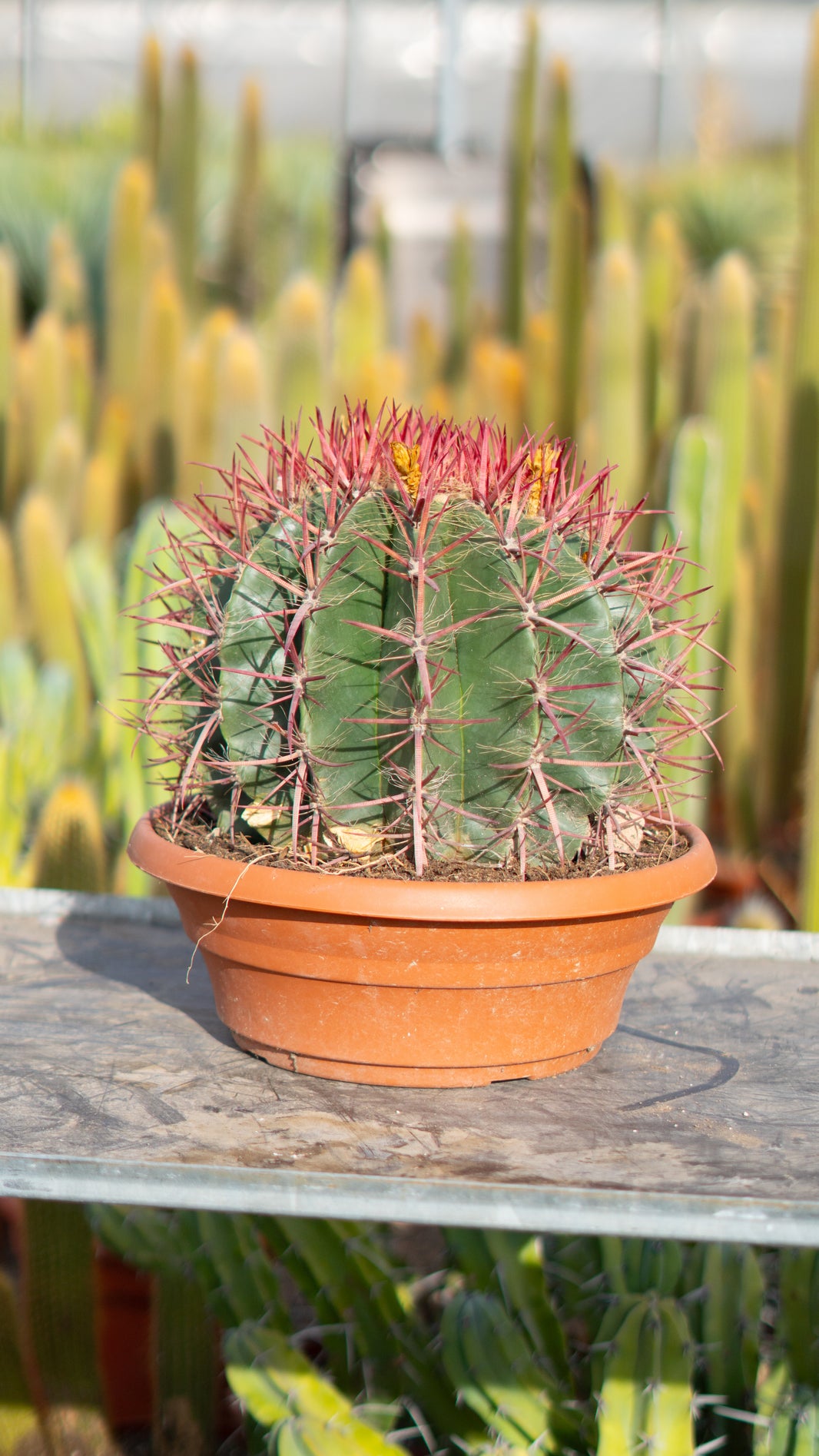 Cactus Online | Tienda online de cactus de vivero propio – CactusOnline.es