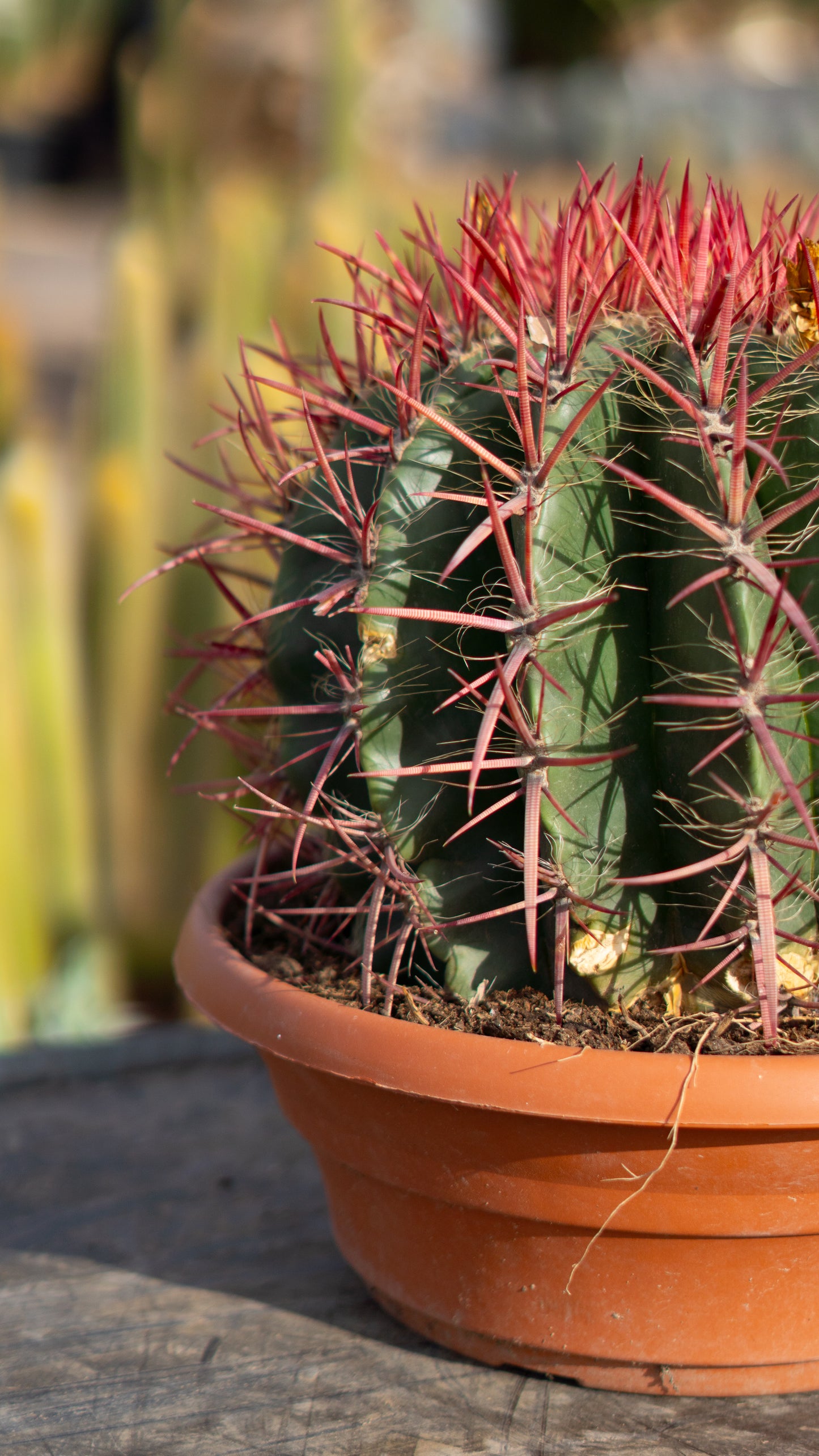 Cactus Barril Lanoso