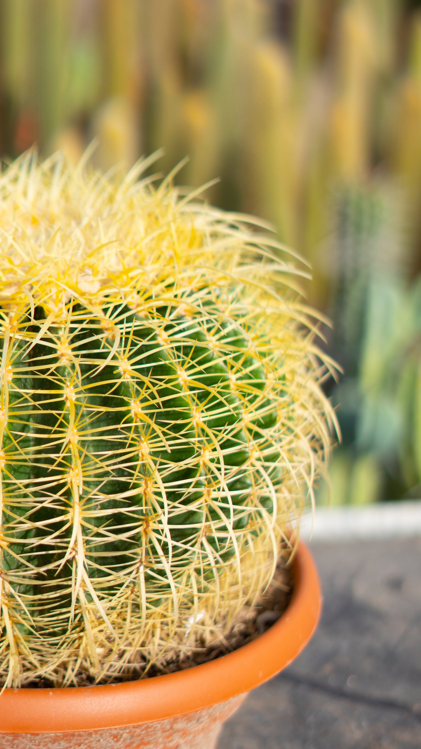 Cactus Asiento De La Suegra