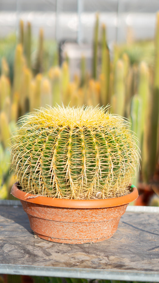 Cactus Asiento De La Suegra