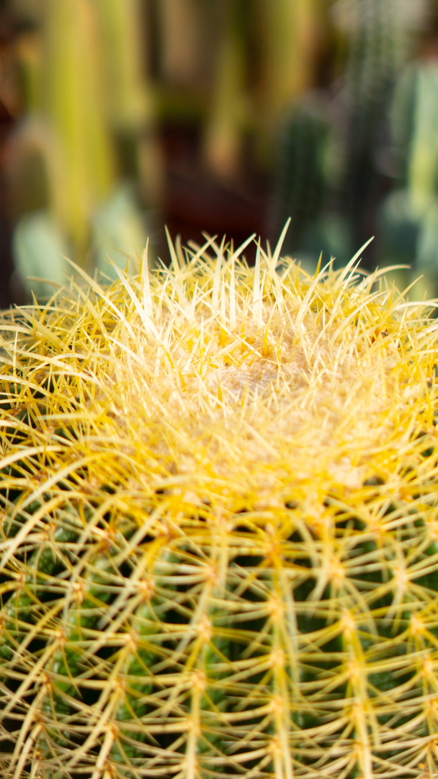 Cactus Asiento De La Suegra