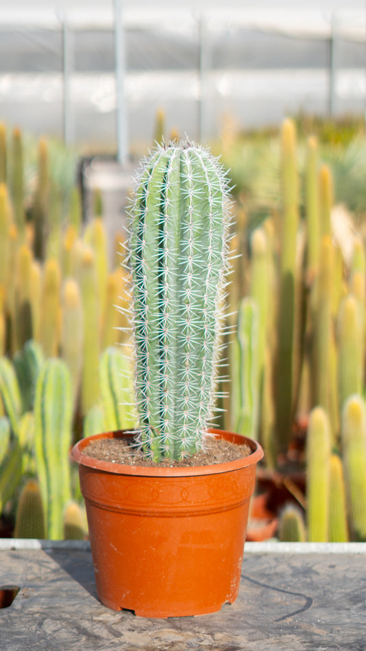 Cactus Cardón