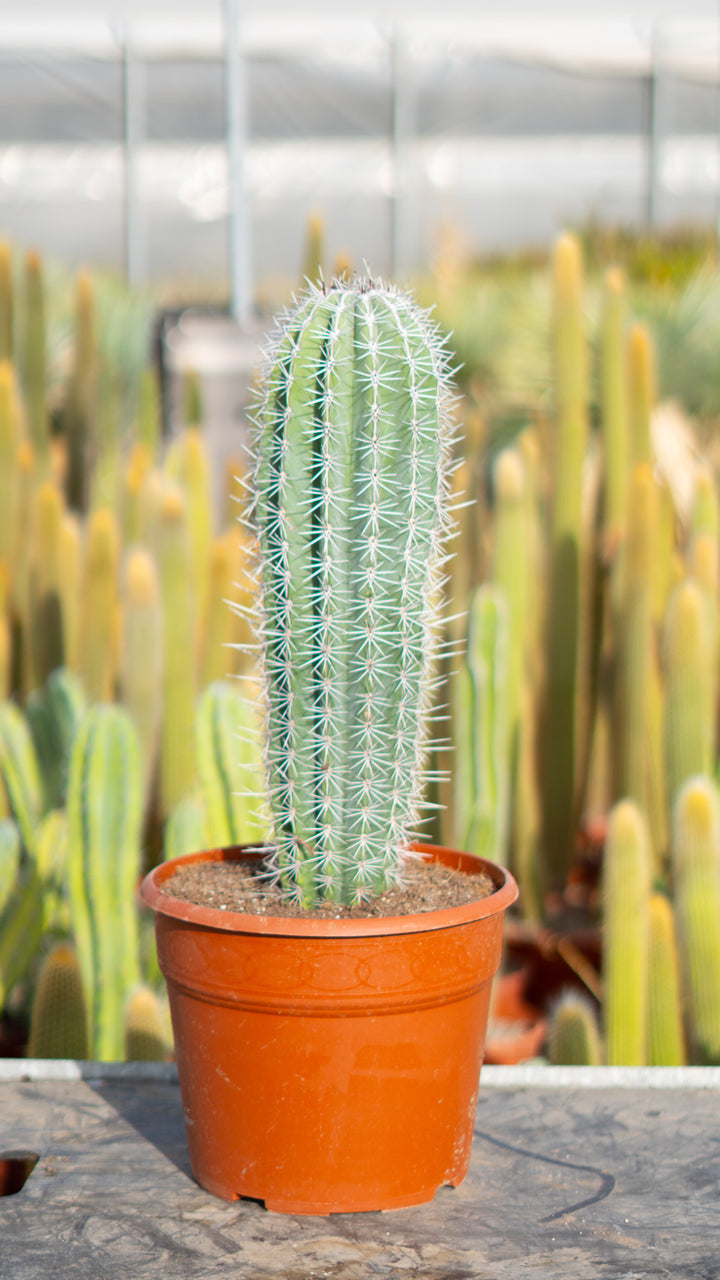 Todos nuestros Cactus – CactusOnline.es