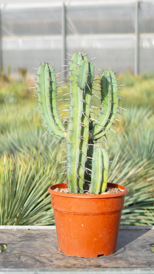 Cactus Garambullo